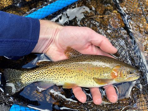 Native Trout Fly Fishing: Greenback Cutthroat Trout