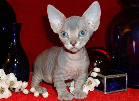 Minskin Cat Breed (Personality, Traits & More Amazing Facts)