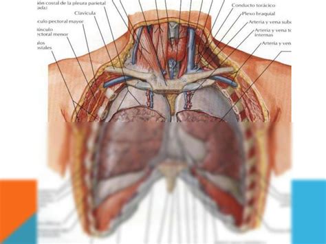 Solution Anatomia Pleuras Studypool