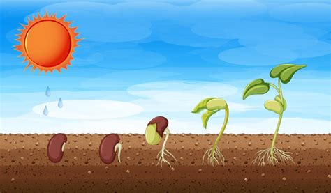 Free Vector | Growth stages of a plant