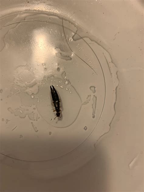 2cm(ish) bug, ENTIRE BUTT IS A PINCHER, WHAT IS THIS!! (Baton Rouge