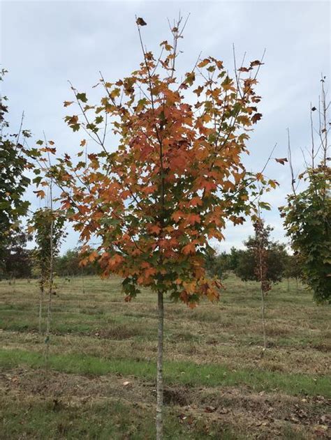 Sugar Maple Acer Saccharum From Taylor S Nursery