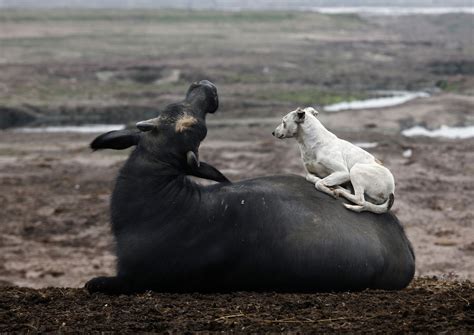 In photos: Unusual animal friendships | Daily Sabah