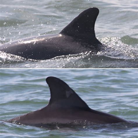 How Wild Dolphin Dorsal Fins Change Over Time - Clearwater Marine Aquarium