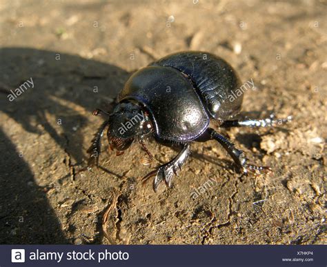 Bull Beetle High Resolution Stock Photography And Images Alamy