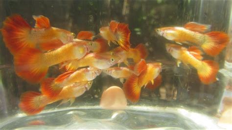 Guppy Cross Breeding Chart