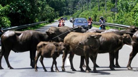 Momen Kerbau Tabrak Kereta Sawunggalih Di Jawa Tengah Plug Keran