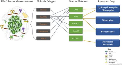 Frontiers Exploiting The Molecular Subtypes And Genetic Landscape In Pancreatic Cancer The