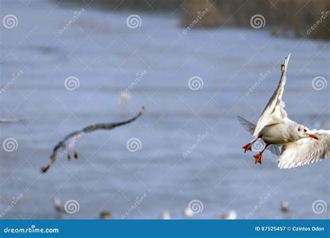 Seagull behavior stock image. Image of coot, danubeducks - 87525457