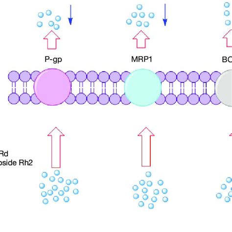 Natural Products As Potential Reversing Agents Of Mdr Mdr Multidrug Download Scientific