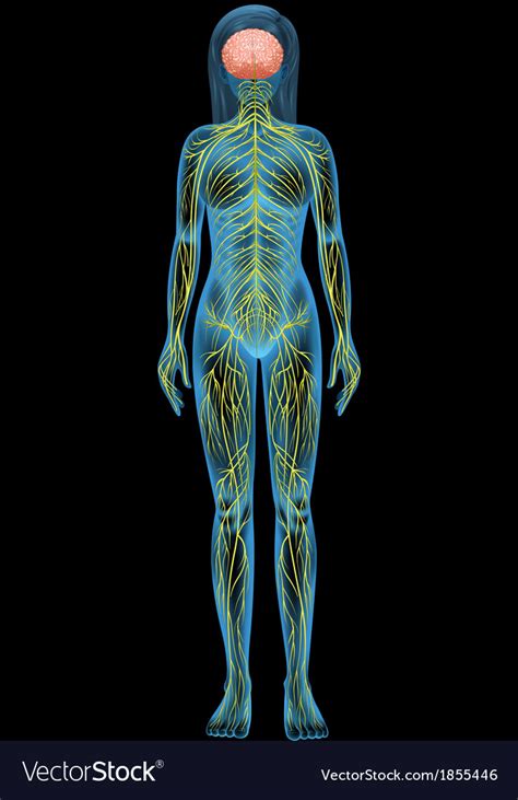 Human Nervous System Royalty Free Vector Image