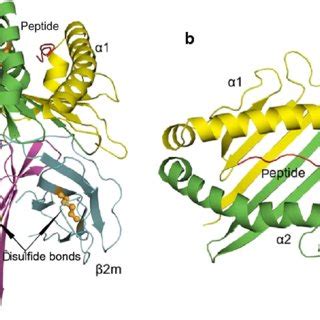 (Color online) Crystal structure of MHC II determined by X-ray... | Download Scientific Diagram