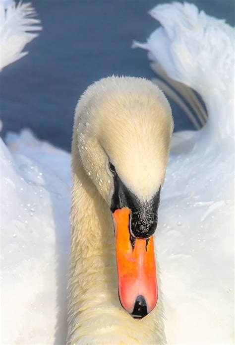 Mute Swan | Mute swan, Swan, Muted