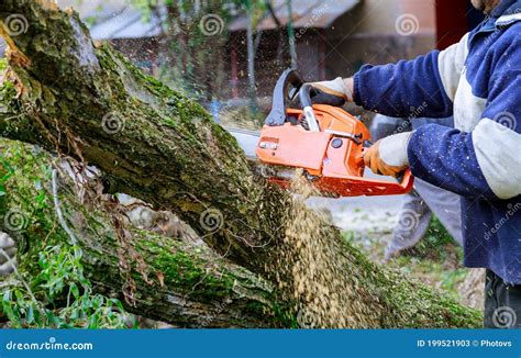 Man Pruning Tree Branches Work In The City Utilities After Damaged Trees After A Storm Stock