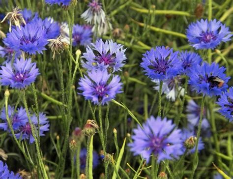 Aciano La Flor Azul M S Llamativa