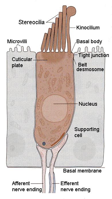 Inner Ear Hair Cells AnatomyBox