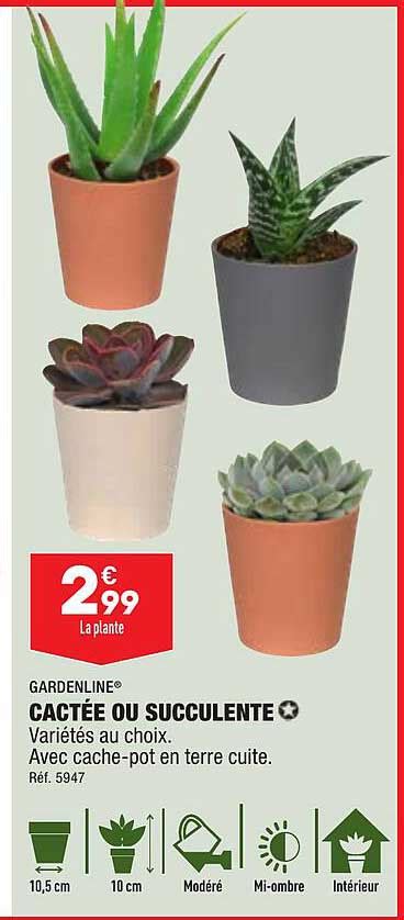 Promo Gardenline Cactée Ou Succulente chez Aldi iCatalogue fr