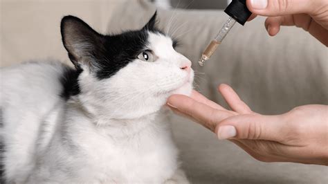 Giving Liquid Medication To Your Cat | False River Veterinary Clinic