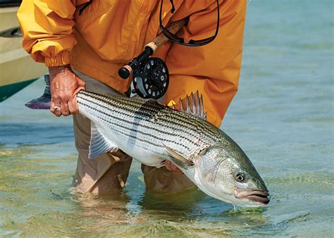 Fly Fishing for Striped Bass | Salt Water Sportsman