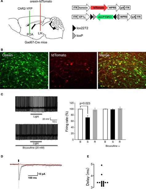 Optogenetic Stimulation Of Poa Gabaergic Axons Rapidly Decreases Orexin