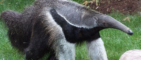 Oso Hormiguero Zoo Barcelona