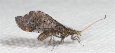 Beaded Lacewing Lomamyia Bugguidenet