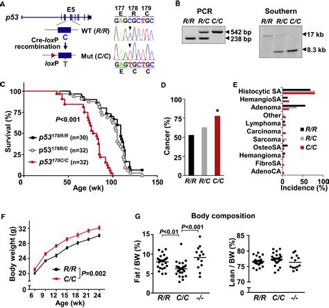 A Mouse Homolog Of A Human Tp53 Germline Mutation Reveals A Lipolytic Activity Of P53 Cell Reports