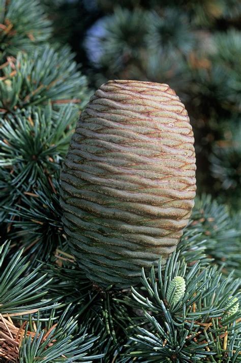 Atlas Cedar Cone Photograph By Tony Wood Science Photo Library Pixels