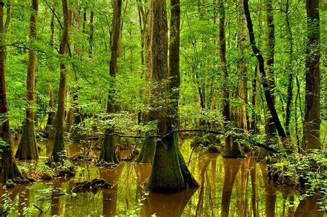 Congaree National Park | Natureflip