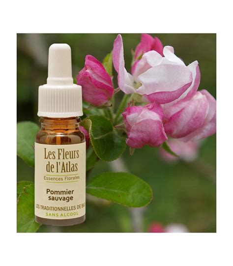 Pommier Sauvage Crab Apple Acceptation Purification Natur El Ments