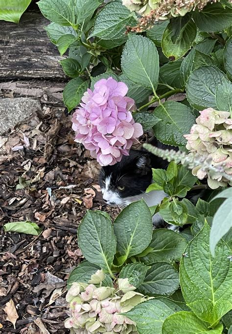 hydrangea toxic to cats 7