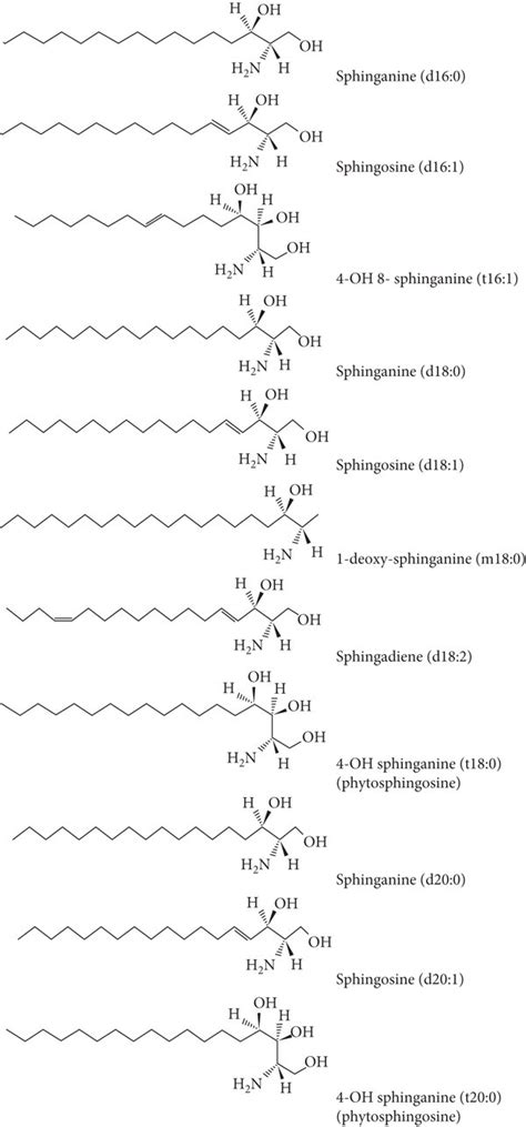 The Types Of Sphingoid Bases Found In The Structure Of Various Gsls Of Download Scientific