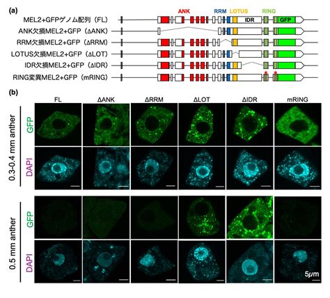 イネの減数分裂移行タイミングの制御に必要な細胞質rna顆粒 テック・アイ生命科学