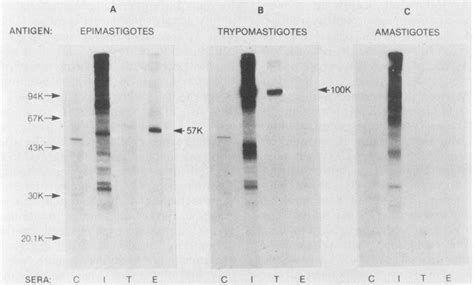 Western Blot Analyses Of The Reactivity Of Antibodies In Pooled Sera