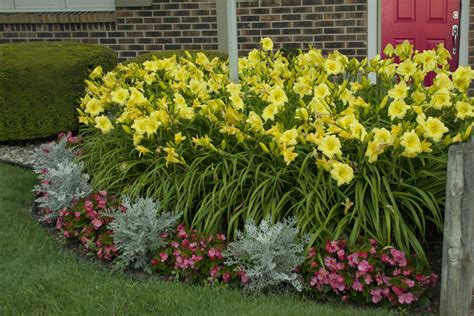 Rainbow Rhythm® 'Going Bananas' - Daylily - Hemerocallis hybrid ...