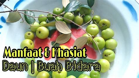 Pokok Buah Bidara