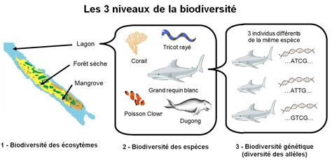 La biodiversité désigne toutes les variations du Seconde QCM n