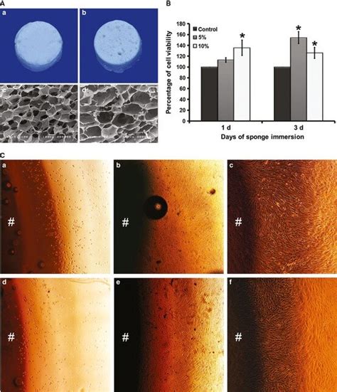 Scanning Electron Microscopy Analysis Of The 5 A C And 10 B D