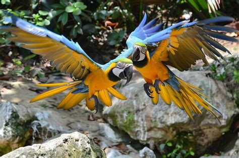 Premium Photo | Macaw parrots during a flight