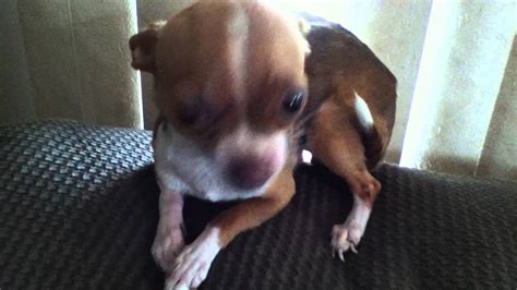 Cupcake The Chihuahua Angry Growling At Camera Youtube