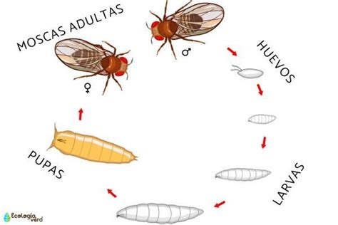 El Ciclo De Vida De Las Moscas Fases Y Esquemas