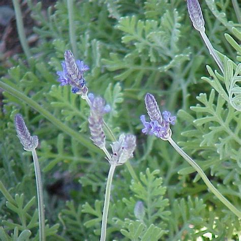 Lavandula pinnata 'Lavender Pinnata' | Buy Herb Plants