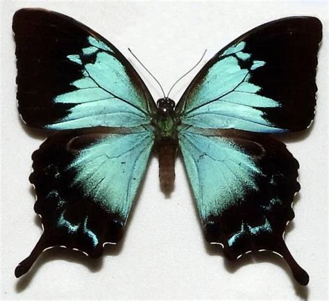 Ulysses Butterfly: Identification & Symbolism - Butterflyhobbyist