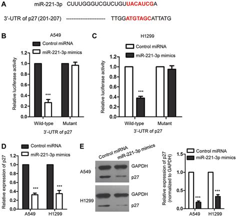 MiR 221 3p Targets P27 In NSCLC Cells A Binding Sites Of MiR 221 3p