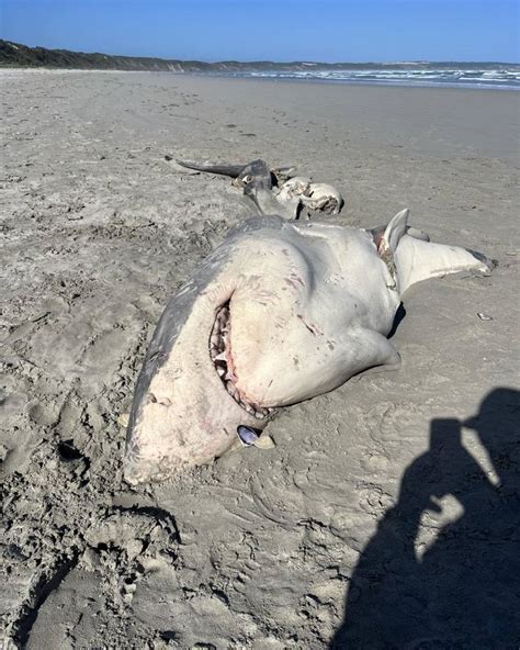 Orcas Feast On Great White Shark In South Australia Surfer Shark Watch