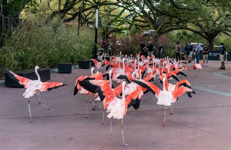 How the Houston Zoo moved a flock of flamingos to a new home