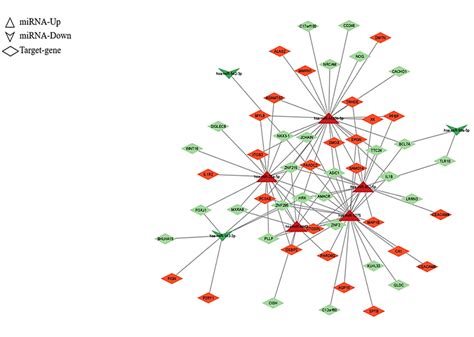 Mirna Target Gene Network The Network Is Based On The Dysregulated