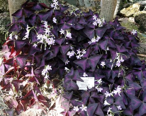 Trevo Roxo Oxalis Triangularis Subsp Papilionacea Como Plantar