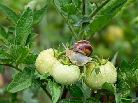 Controling Tomato Pests And Control