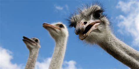 Fun Facts About Flightless Birds The Fact Site